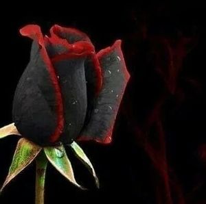 Meet your Posher, Capri